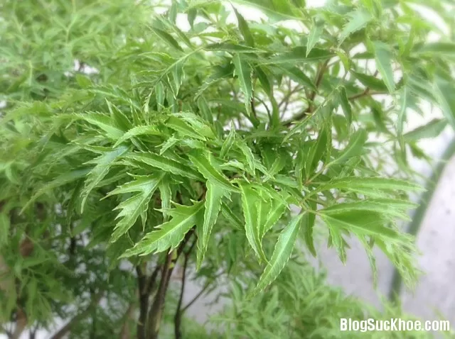 Những bài thuốc chữa bệnh từ cây đinh lăng