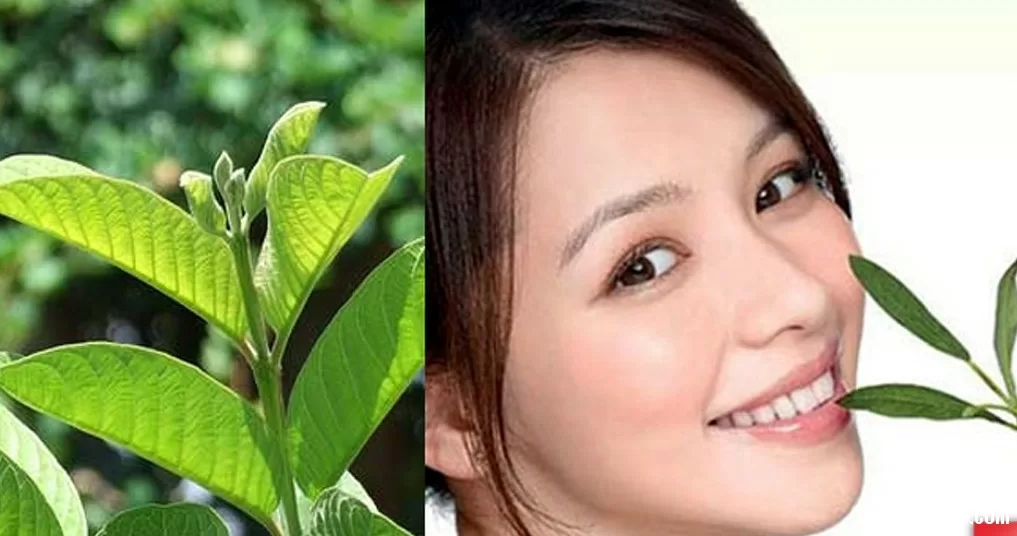 Trị mụn trứng cá bằng nguyên liệu rẻ tiền