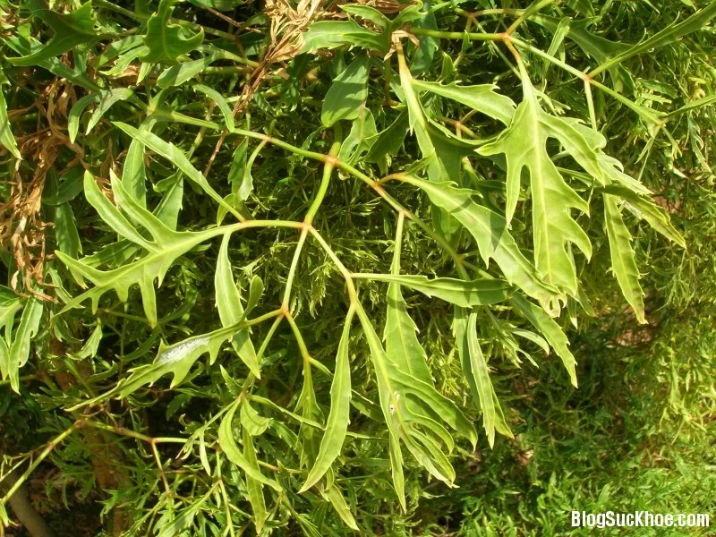 Những bài thuốc chữa bách bệnh từ đinh lăng