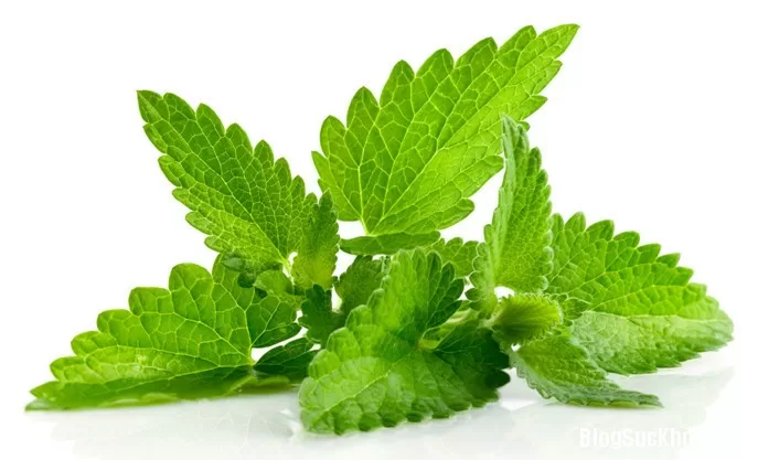 Các loại lá cây giúp mụn tiêu độc nhanh chóng