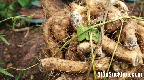 Củ mài, mật mía giúp bổ thận tráng dương