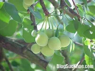 Bạch quả giúp cải thiện chức năng sinh lý