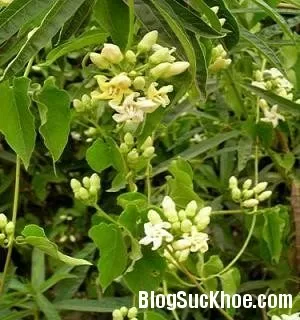 Bài thuốc từ hà thủ ô giúp đen tóc hiệu quả