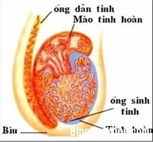 Bài thuốc chữa viêm tinh hoàn