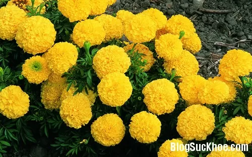 Cúc vạn thọ chữa hen, ho gà