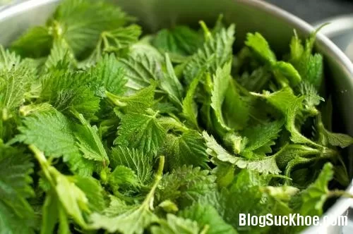 Các loại cây cỏ làm đẹp tuyệt vời