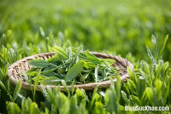 Ngày tết không thể thiếu trà xanh