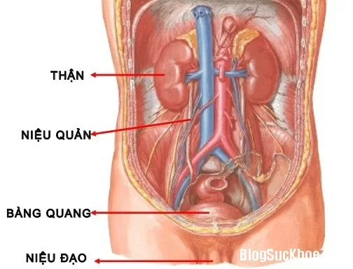 Các bài thuốc Nam điều trị bí tiểu