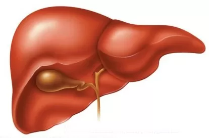 Những thói quen gây hại cho lá gan của bạn
