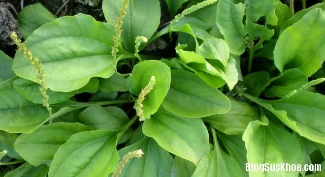 Những bài thuốc chữa bệnh hiệu quả từ cây mã đề