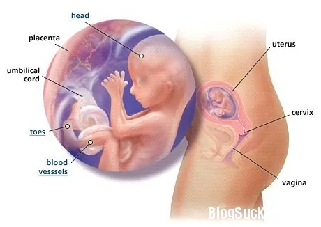 9 điều thai nhi sợ nhất khi nằm trong "túi ối"