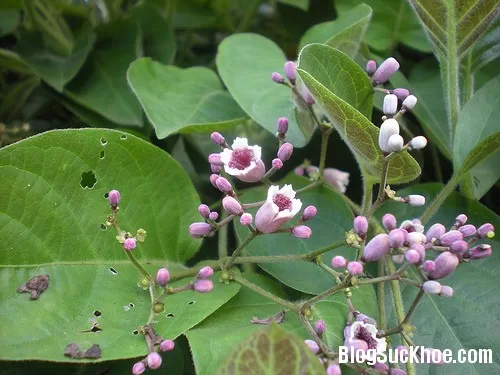 Chữa bệnh hiệu quả với lá mơ lông