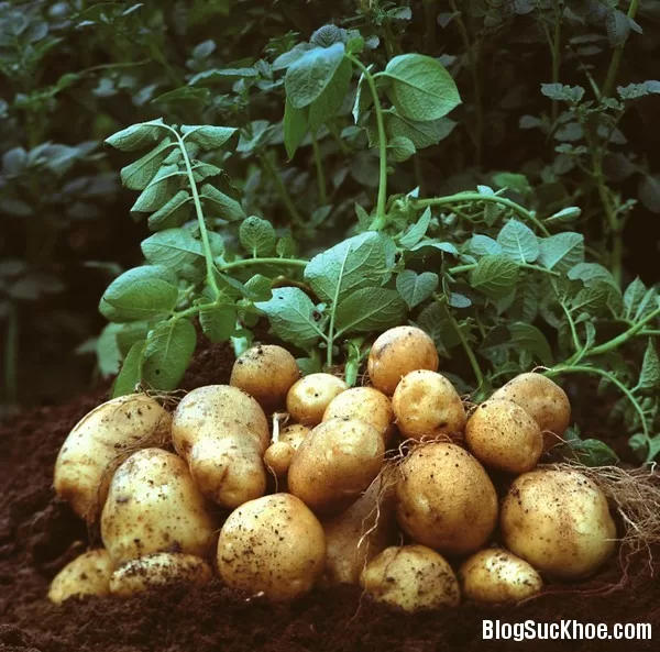 Lý do bạn nên ăn khoai tây đều đặn