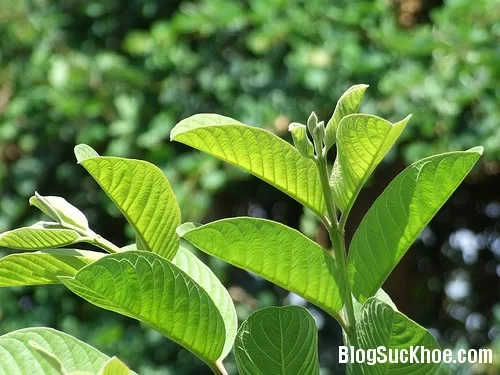 Lá ổi chữa bệnh không cần dùng thuốc