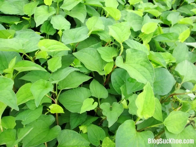 Những bài thuốc chữa bệnh thường gặp từ rau diếp cá