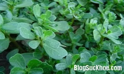 Thanh nhiệt, giải độc nhờ rau sam