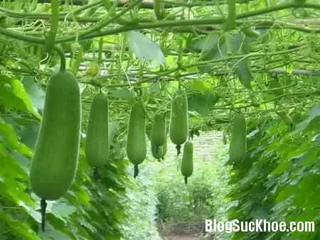 Những bài thuốc quý hơn vàng từ bí đao