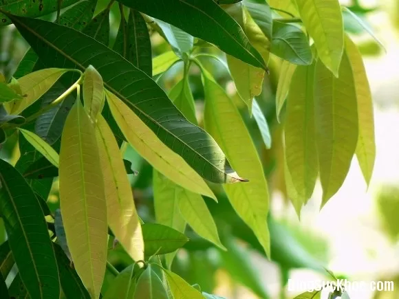Thần dược chữa bệnh từ lá xoài