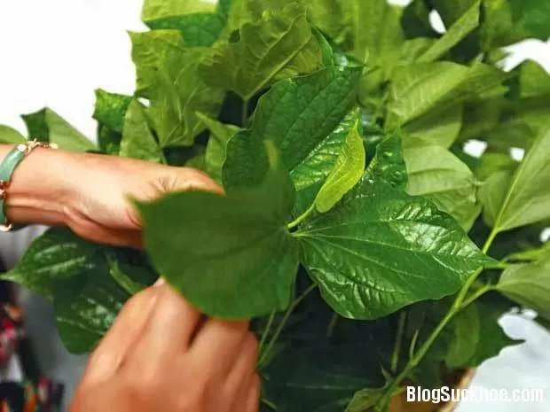 Lá lốt trị dứt viêm xoang