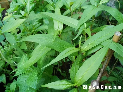 Cây thuốc chữa bệnh đơn giản thường ngày