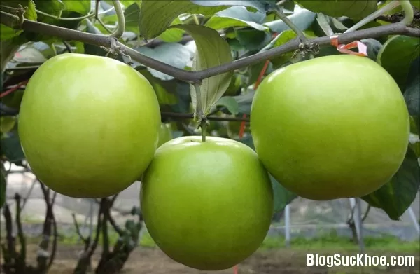 Táo ta chữa bách bệnh