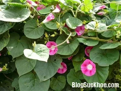 Tác dụng chữa bệnh của dây bạc thau