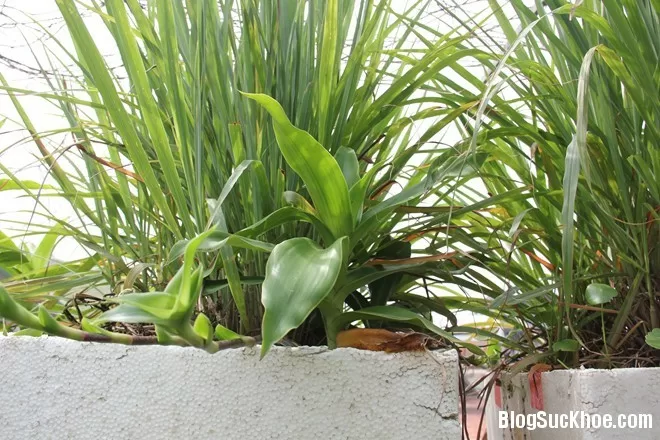Những lợi ích bất ngờ từ cây sả
