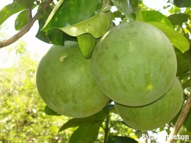 Mẹo chữa cảm cúm nhanh khỏi không tốn kém