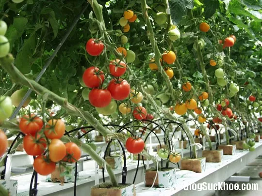 Loại quả là khắc tinh của tế bào ung thư
