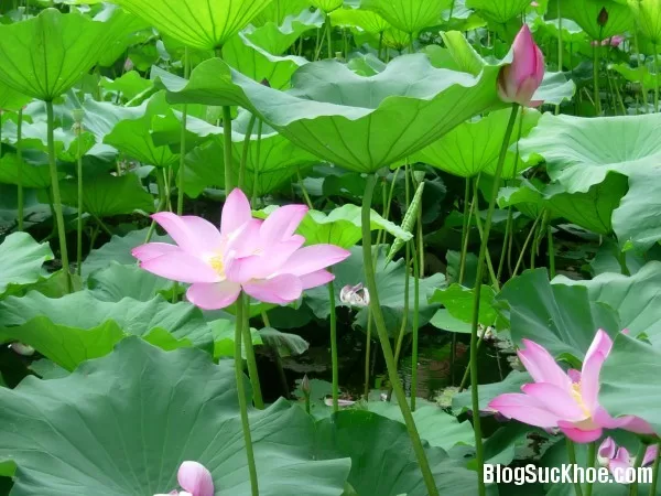 Cách dùng lá sen giải quyết béo bụng