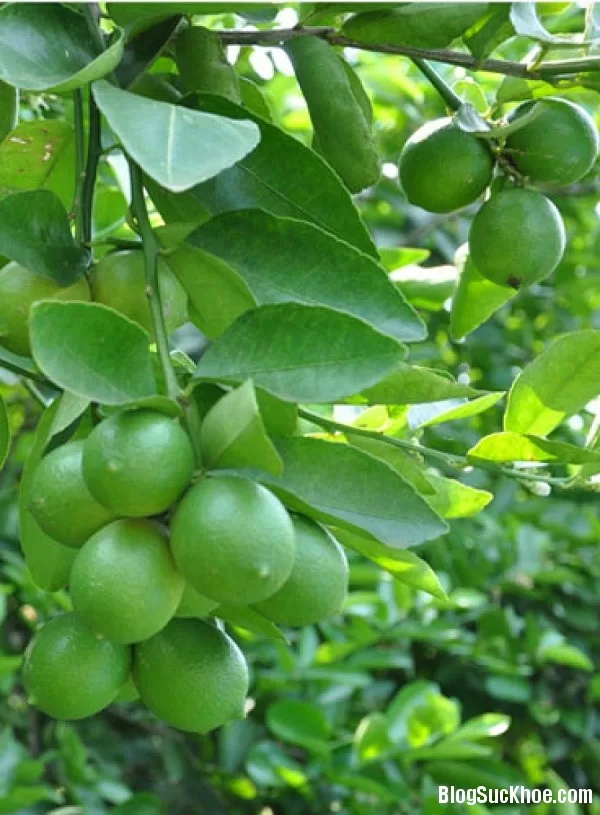 Đánh bay mùi hôi chân, hôi miệng chỉ với 1 quả chanh