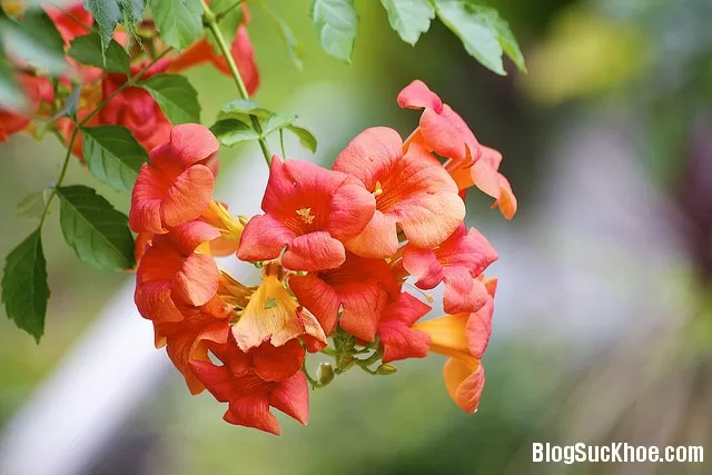 Hoa lan tiêu chữa kinh nguyệt không đều