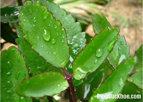 Các loại lá chưa bỏng hiệu quả cực nhanh