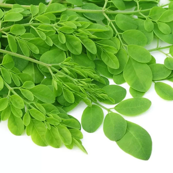 Những công dụng phòng và chữa bệnh của chùm ngây