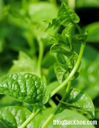 Tác hại không ngờ từ rau mồng tơi