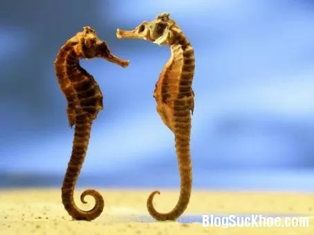 9 điều về công dụng của cá ngựa có thể bạn chưa biết