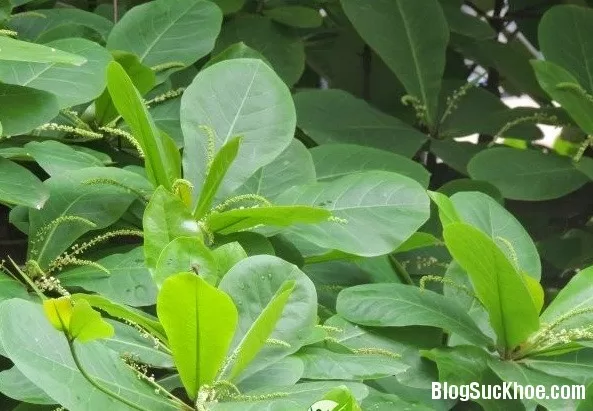 Chữa cảm sốt với lá bàng