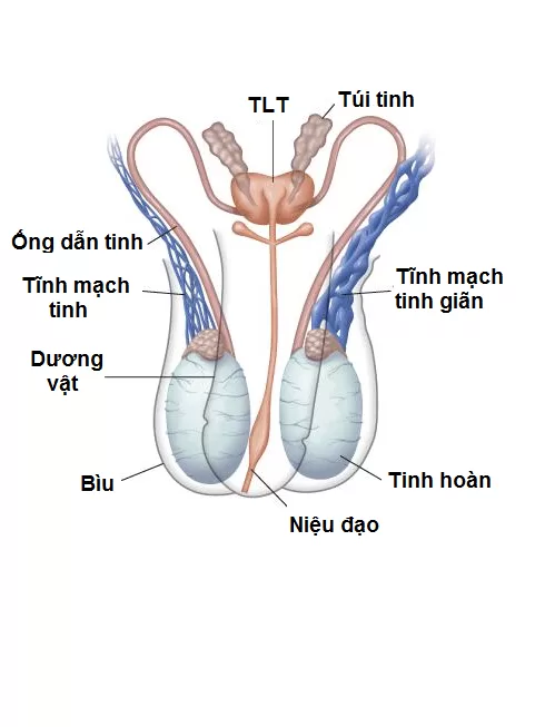 Ngừa giãn tĩnh mạch tinh ở tuổi thiếu niên