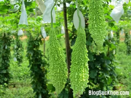 Những tác động tiêu cực có thể gặp từ khổ qua