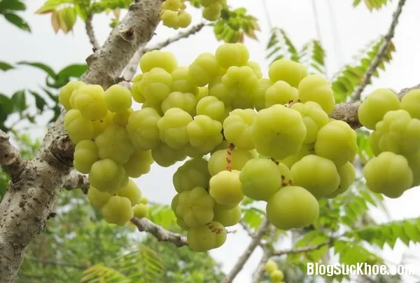 Lợi ích sức khỏe từ chùm ruột