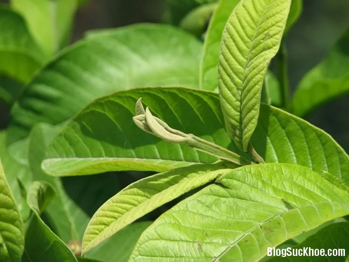 Những bệnh chỉ cần dùng lá ổi là khỏi