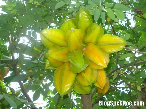 Các loại thực phẩm dễ gây chết người