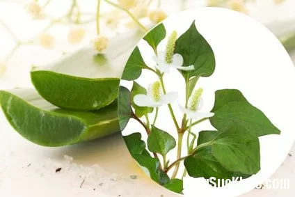 Da trắng cả mùa hè mà không cần mua kem chống nắng