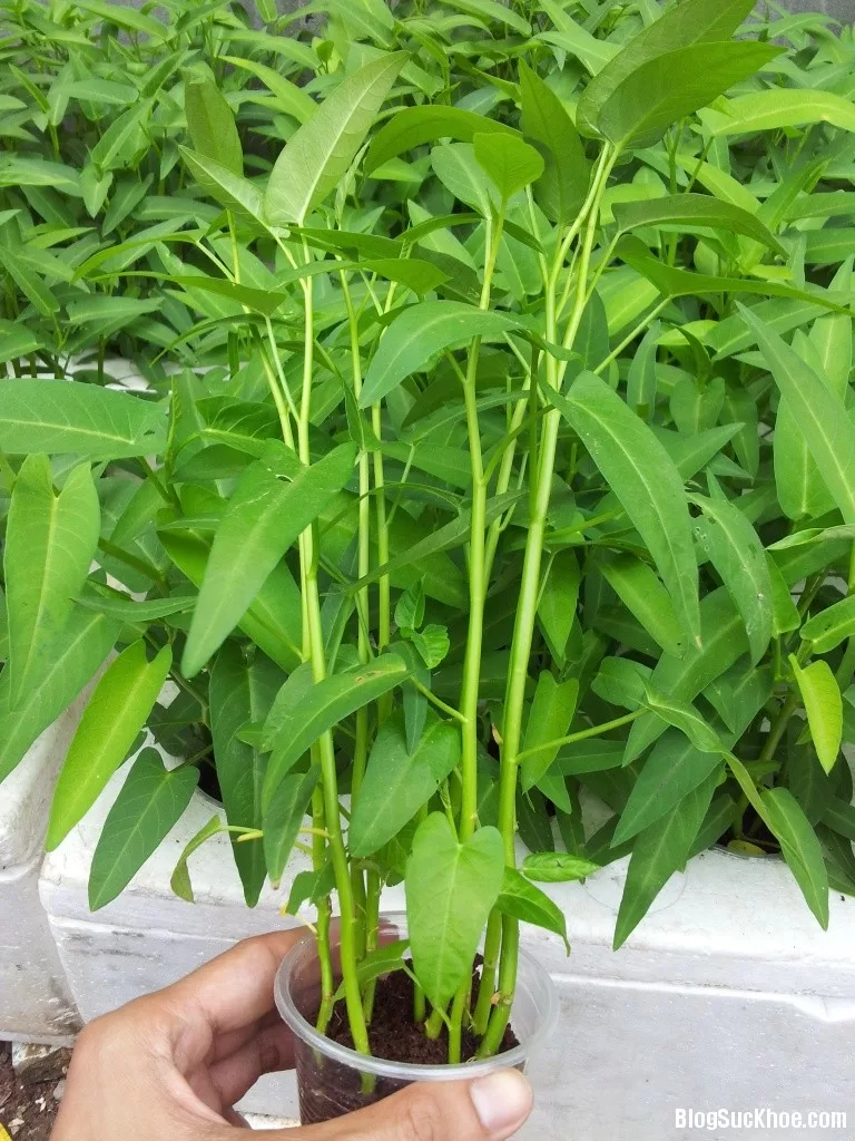 Nguy cơ tiềm ẩn gây hại sức khỏe từ rau muống