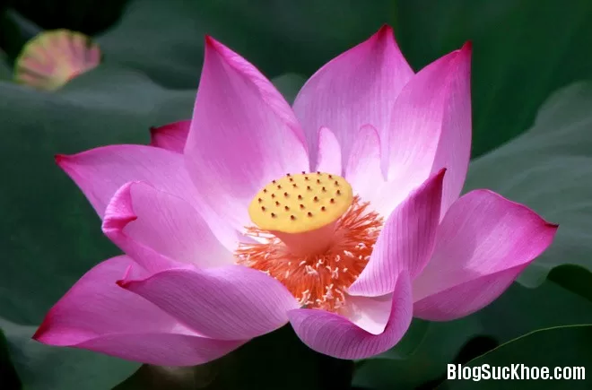 Dược thiện phòng, trị mất ngủ
