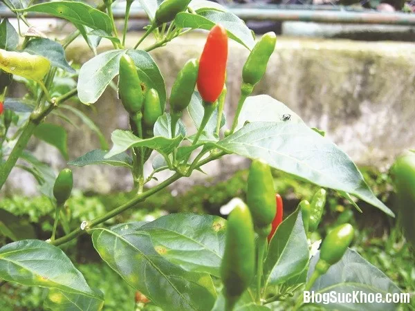 Những loại lá giàu dược tính làm thuốc
