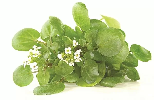 Cải xoong giàu dinh dưỡng, chữa nhiều bệnh