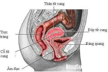 Cách chấm dứt viêm bàng quang tái phát ở nữ