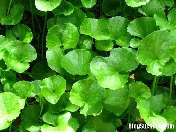 Rau má - "thần dược" chữa bách bệnh của mọi nhà