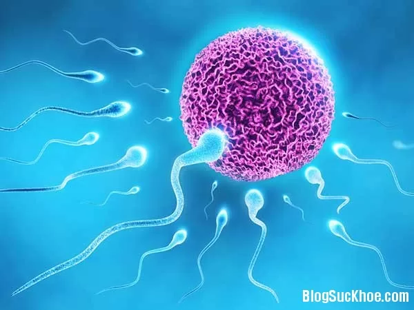 Những yếu tố ảnh hưởng đến sự di chuyển của tinh trùng